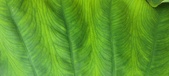 Enlarge photo 178