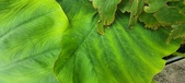 Enlarge photo 180