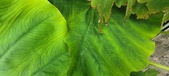 Enlarge photo 181