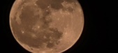 Enlarge photo 171