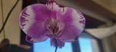 Enlarge photo 34