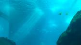 Enlarge MPEG4 15