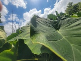 Enlarge photo 33