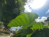Enlarge photo 36