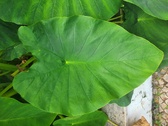 Enlarge photo 41