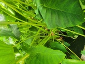 Enlarge photo 67