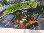 Enlarge photo 68
