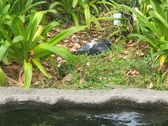 Enlarge photo 69