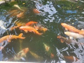 Enlarge photo 72