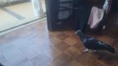 Enlarge MPEG4 14