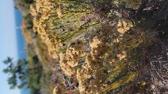 Enlarge MPEG4 22