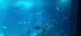 Oceanarium