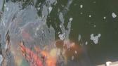 Enlarge MPEG4 51