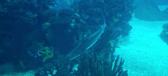 Enlarge MPEG4 179