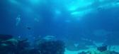 Enlarge MPEG4 172