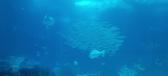 Enlarge MPEG4 157