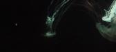 Enlarge MPEG4 148