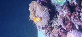 Enlarge MPEG4 138