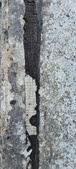 Enlarge photo 176