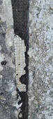 Enlarge photo 177