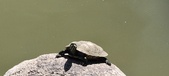 Enlarge photo 43