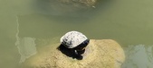 Enlarge photo 52