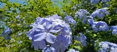 Enlarge photo 61