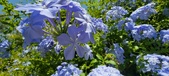 Enlarge photo 62