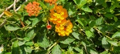 Enlarge photo 63