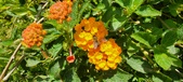Enlarge photo 64