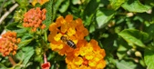 Enlarge photo 65