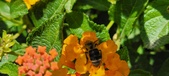 Enlarge photo 67