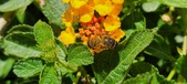 Enlarge photo 68