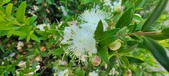 Enlarge photo 52