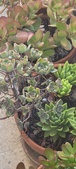 Enlarge photo 239