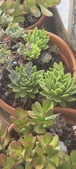 Enlarge photo 240