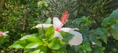 Enlarge photo 259