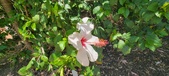 Enlarge photo 260