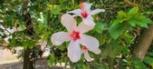 Enlarge photo 261