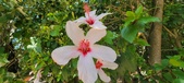 Enlarge photo 262