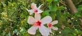 Enlarge photo 266