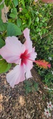 Enlarge photo 264
