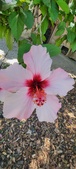 Enlarge photo 263