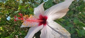 Enlarge photo 268