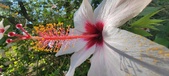 Enlarge photo 271