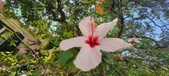 Enlarge photo 276