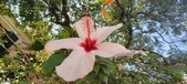 Enlarge photo 278