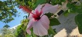 Enlarge photo 284