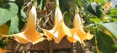 Enlarge photo 293