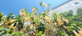 Enlarge photo 298